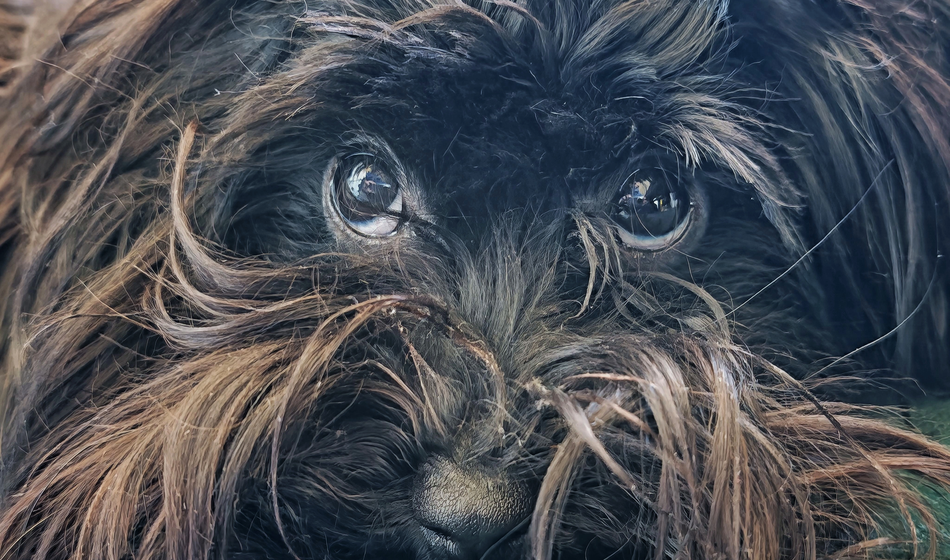 Stavimo, da se ga tudi profesionalci ne bodo branili