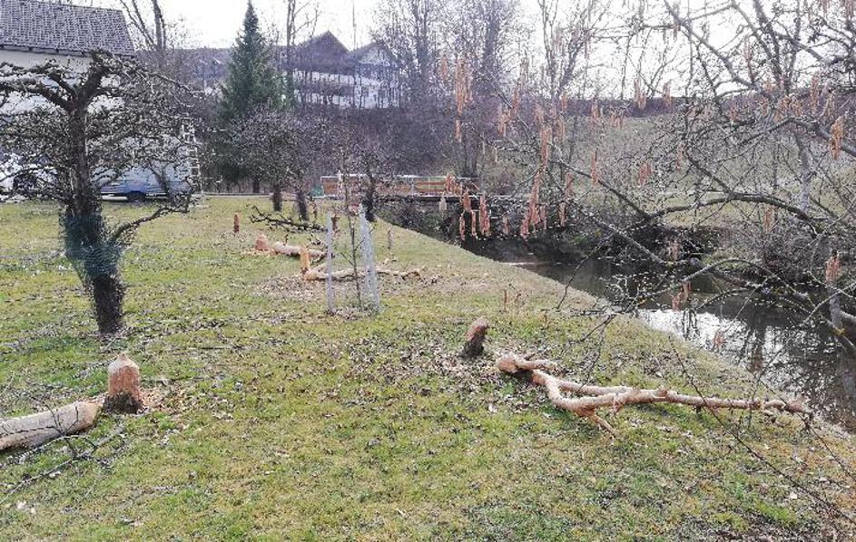 Škoda, ki so jo povzročili bobri