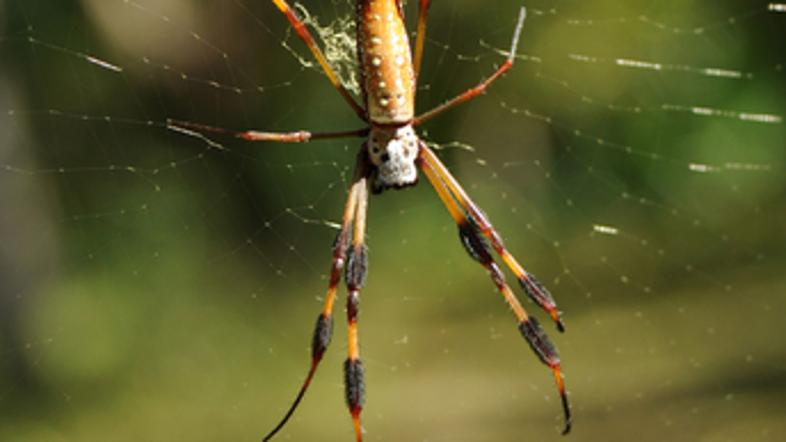 En samcat ugriz te vrste brazilskega pajka, poimenovanega Phoneutria nigriventer