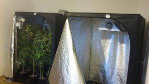 konoplja zaseg droga policija