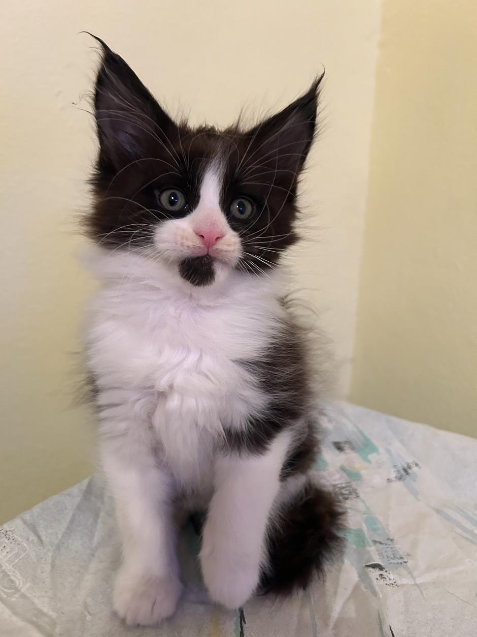 maine coon alison spačal | Avtor: Alison Spačal