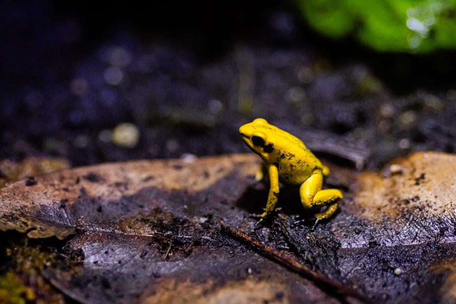 Neotropica | Avtor: Neotropica