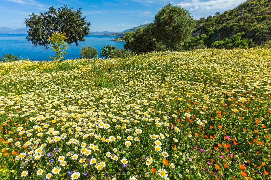 Sicilija | Avtor: Profimedia