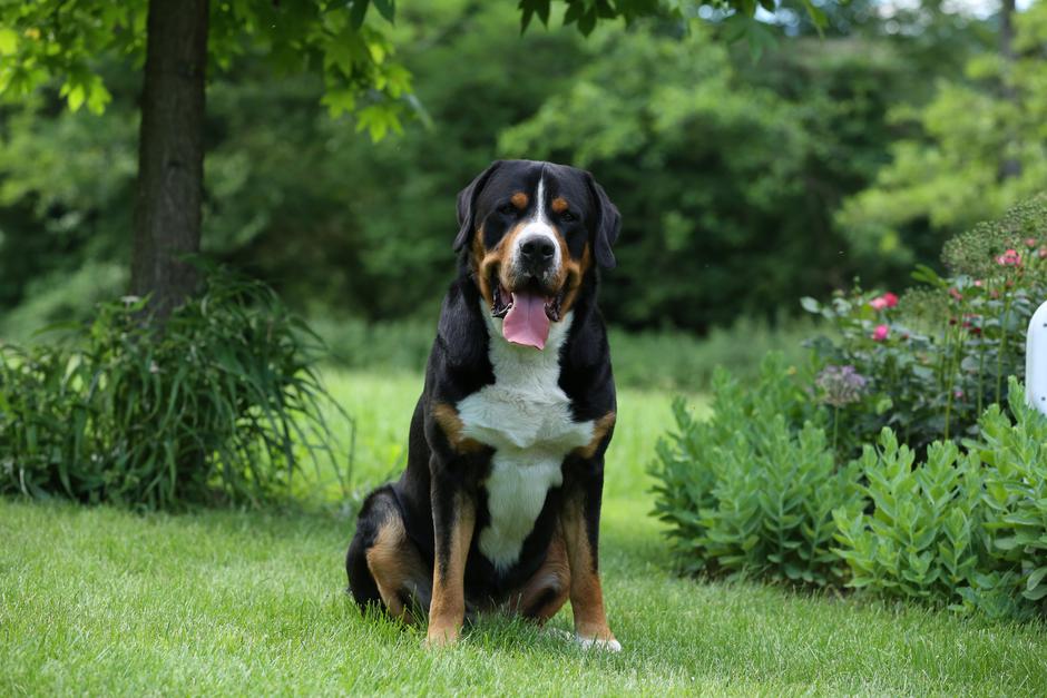 Veliki švicarski planšarski pes | Avtor: Neca Jerkovič