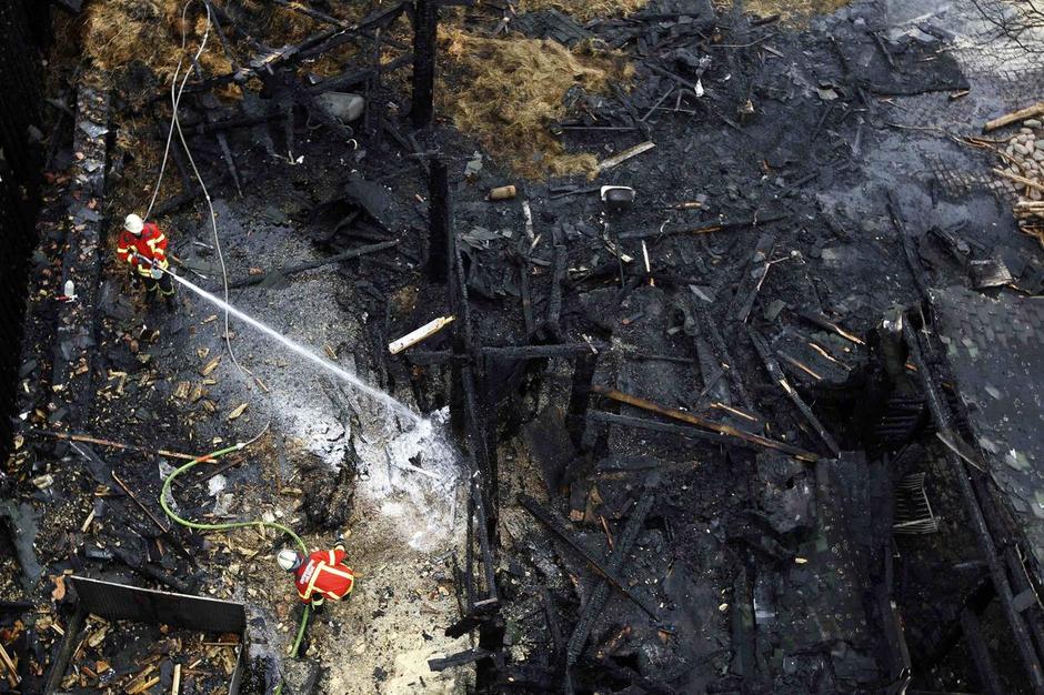 Po%C5%BEar v %C5%BEivalskem vrtu v Karlsruhe. | Avtor: Žurnal24 main