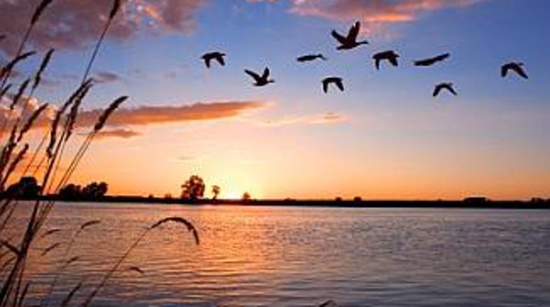 V jati se dogaja marsikaj! In dejstvo je, da je v zraku ptičja ljubezen! Posledi