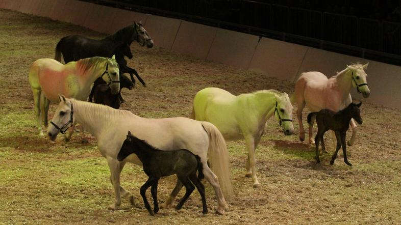 lipicanec lipica v ljubljani