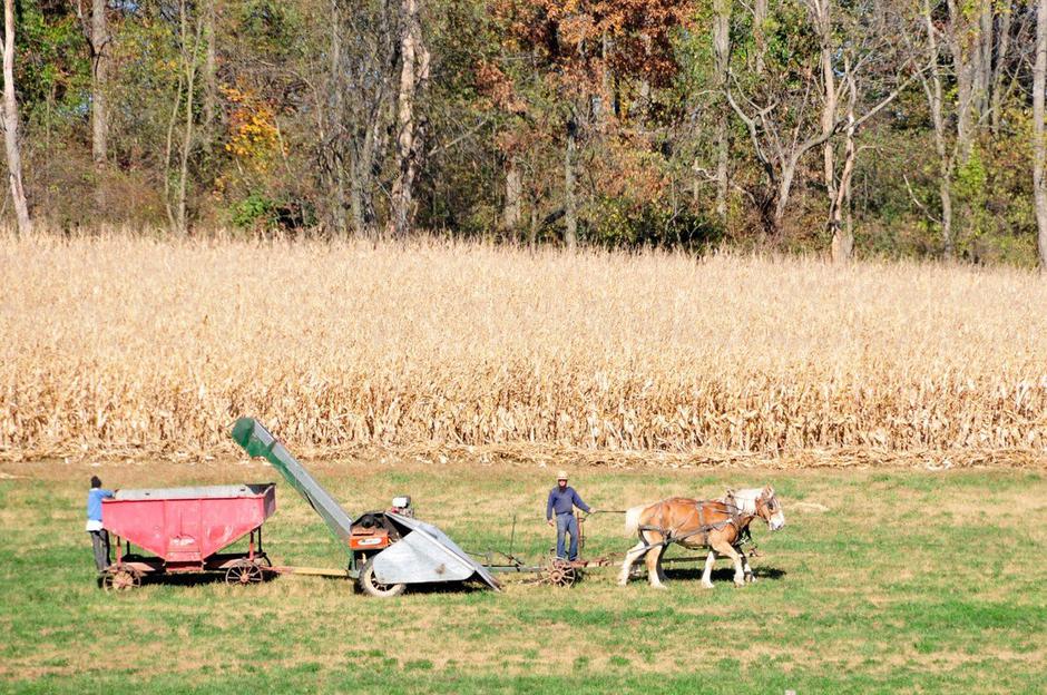 Amiši | Avtor: Profimedia