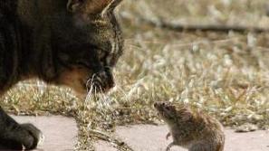 Mačke in podgane so lahko dobre prijateljice.