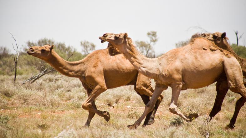 Kamele v Avstraliji