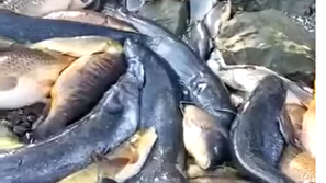 Množični pogin rib