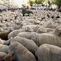 Ovce v Madridu 