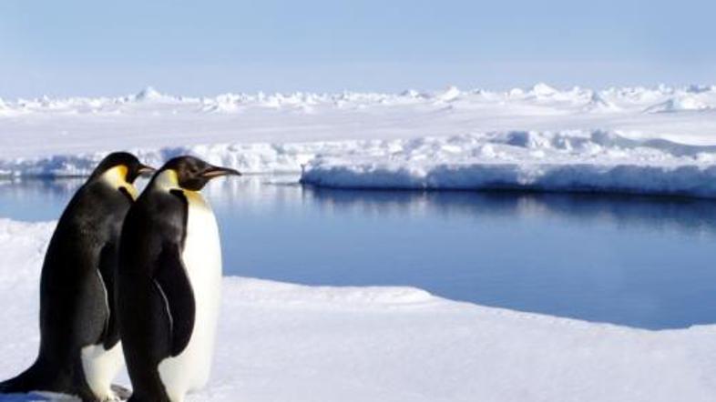 Obiskovalce Antarktike navdušujejo tudi pingvini.