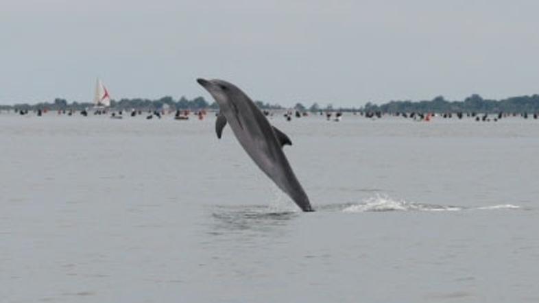 slovenija 04.06.13. delfini, foto: morigenos