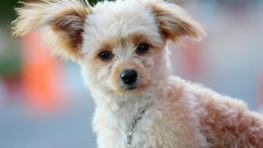 Alfakan za vsakega psa naredi individualni načrt vzgoje oziroma prevzgoje. (Foto