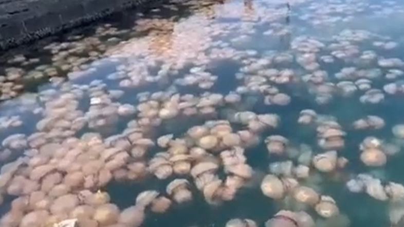 Meduze v Tržaškem zalivu