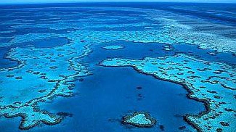 Veliki koralni greben ob vzhodni avstralski obali se bo čez slabo leto skoraj za
