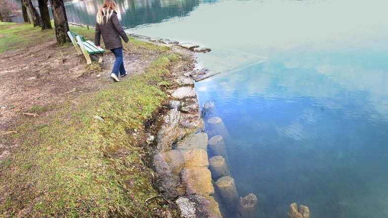 Obala Blejskega jezera je zaradi posedanja zelo načeta in jo spodjeda voda, opor