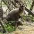 ZOO ljubljana ljubljanski živalski vrt rdečevrati kenguru