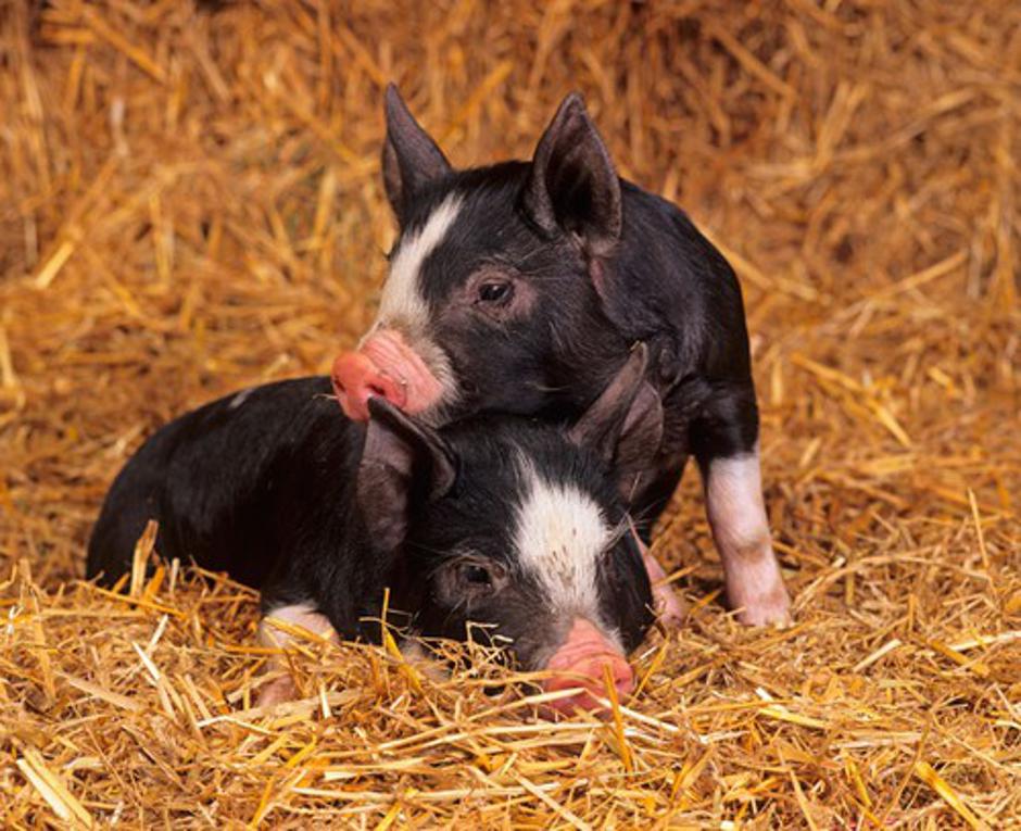 pujska | Avtor: Profimedias