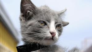 Luntik maček štiri ušesa