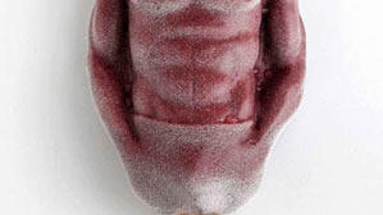 Daniel je tudi v obliki lučke mamljiv.