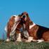Basset Hound