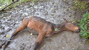 Zanemarjeni konji na Verdu pri Vrhniki