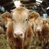 Novice: Slovenski kmetje bodo kmalu v velikih težavah - Krave, krava, kmetija
