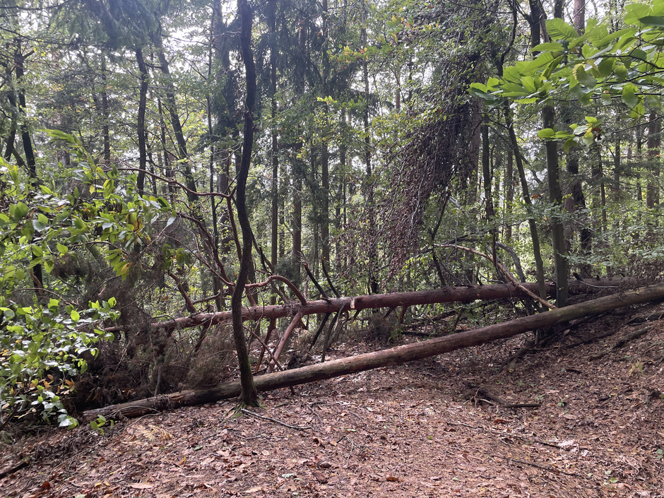 Šmarna gora | Avtor: Žurnal24 