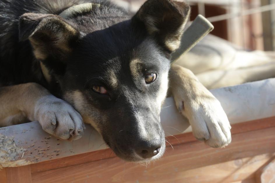 Zavetišče za potepuške pse iz Sočija.