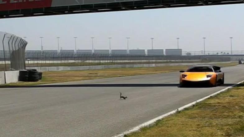 Lamborghini in veverica