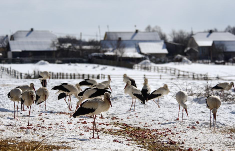 štorklje | Avtor: Epa