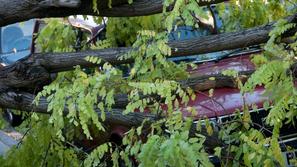 Vetrolom veter neurje podrta drevesa