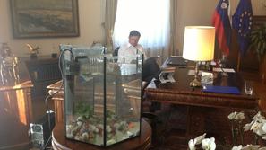 Zlata ribica Boruta Pahorja Princeska I.