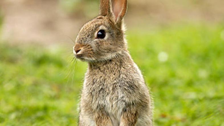 Le kdo bi lahko dvignil nož nad temi ljubkimi živalcami. Očitno nekateri pri tem