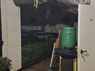 laboratorij gojenje konoplje