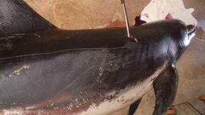 Ranjenega delfina so našli na jugovzhodu hrvaške Istre. (Foto: Pixells)