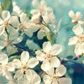 cvetoče češnje