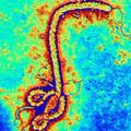 Ebola