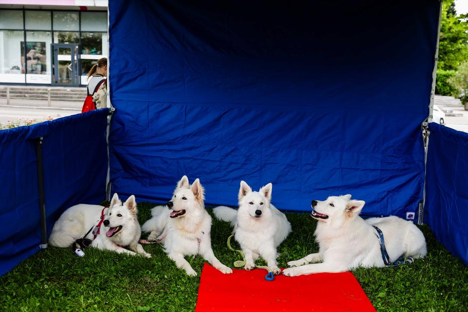 festival za ljubitelje živali | Avtor: Saša Despot
