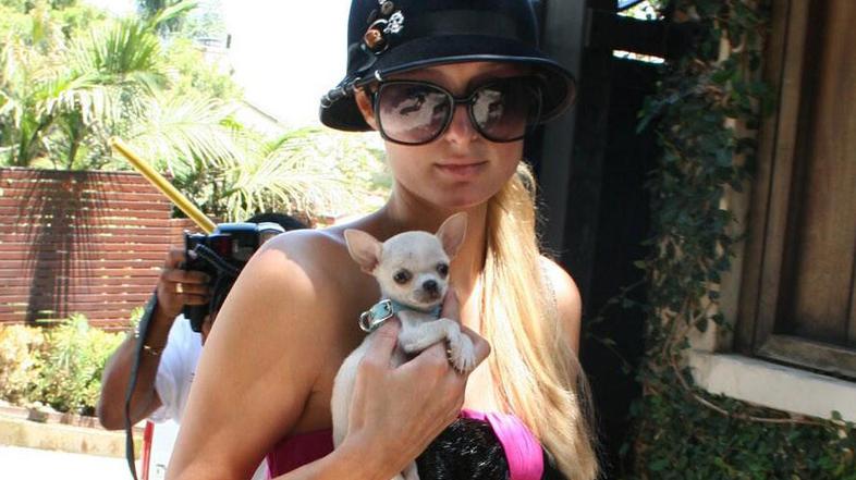 Za Paris so ljubljenčki kot čevlji ali torbice.