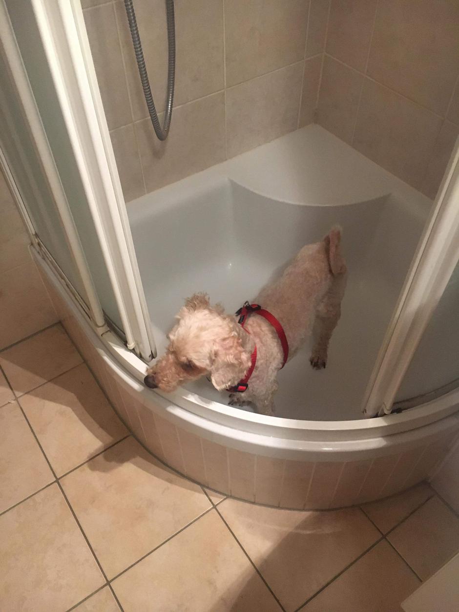 Pes po zdravljenju | Avtor: Žurnal24 