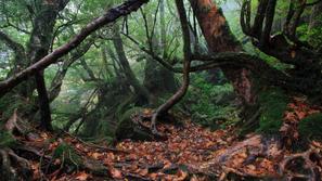 Japonski gozd