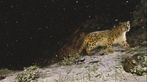 Zmagovalna fotografija snežnega leoparda