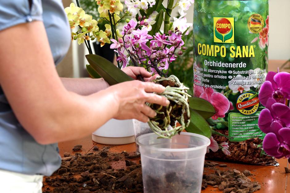 Metrob | Avtor: Metrob