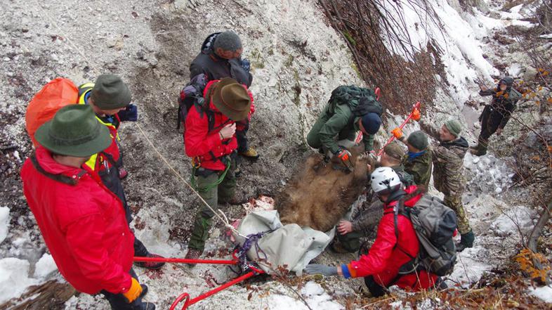 Medved in reševalci