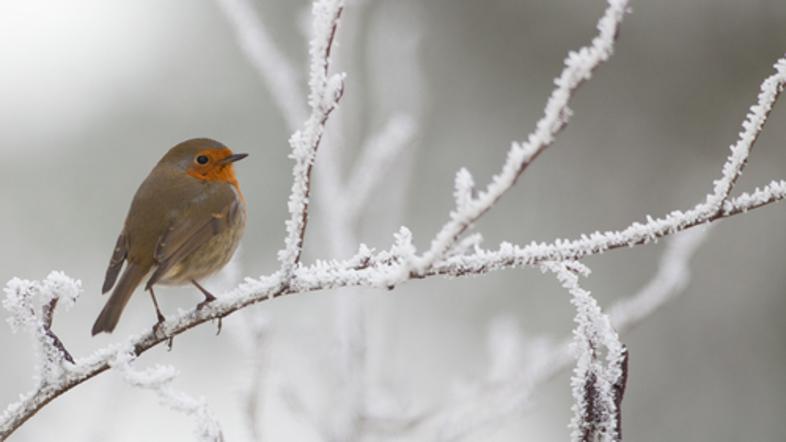hladno vreme mraz sneg nizke temperature
