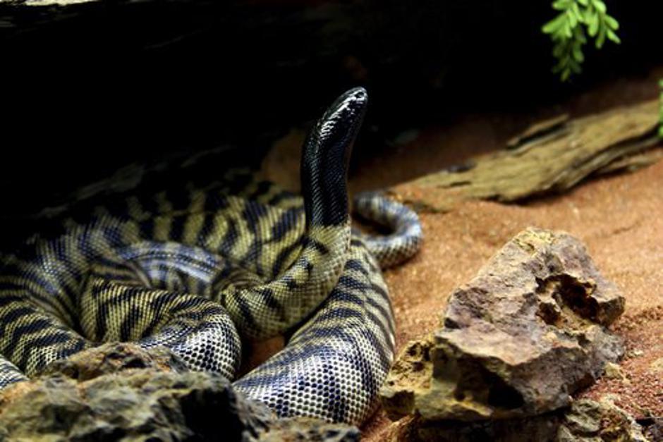 Preprogasti piton (Morelia spilota cheynei) | Avtor: Profimedia