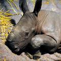 Mala nosoroginja v Münstru bo morda v Nemčiji sprožila novo živalsko manijo.